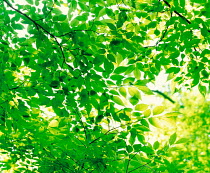N-2403 Sunlight through leaves