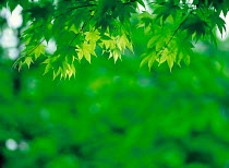 N-2107 Sunlight behind Maple leaves {Acer sp}