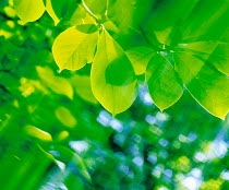 N-2401 Sunlight through leaves