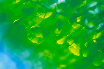 N-2405 Sunlight through Ginkgo leaves