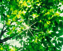 N-2605 Sunlight through leaves