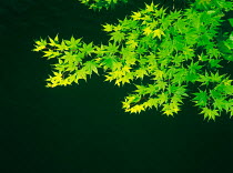 N-2101 Backlit Maple leaves {Acer sp}