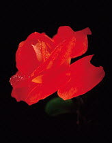 N-23401 Red rose {Rosa sp}