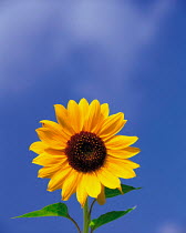 N-17401 Sunflower {Helianthus annuus}