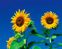 N-17406 Two Sunflowers {Helianthus annuus}