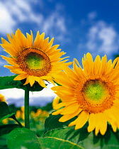 N-17402 Two Sunflowers {Helianthus annuus}