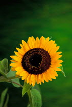 N-17404 Sunflower {Helianthus annuus}