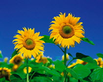 N-17407 Two Sunflowers {Helianthus annuus}