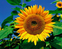 N-17408 Sunflower {Helianthus annuus}