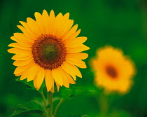 N-17405 Sunflower {Helianthus annuus}
