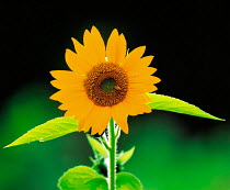 N-17409 Sunflower {Helianthus annuus}