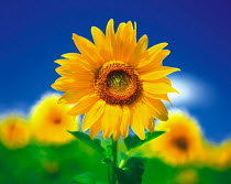 N-17501 Sunflower {Helianthus annuus}