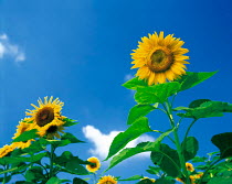 N-17505 Sunflowers {Helianthus annuus}