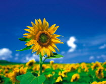 N-17502 Sunflower in field of sunflowers {Helianthus annuus}
