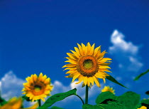 N-17506 Sunflowers {Helianthus annuus}