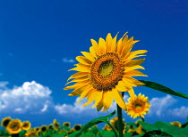 N-17503 Sunflowers {Helianthus annuus}