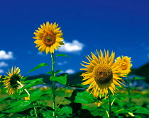 N-17507 Sunflowers {Helianthus annuus}
