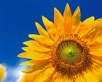 N-17504 Sunflower close up {Helianthus annuus}