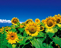 N-17508 Field of Sunflowers {Helianthus annuus}