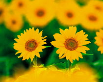 N-17601 Two Sunflowers {Helianthus annuus}