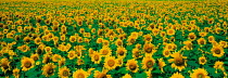 N-17605 Field of Sunflowers {Helianthus annuus}