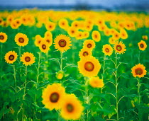 N-17602 Field of Sunflowers {Helianthus annuus}