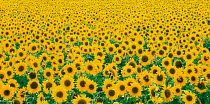 N-17606 Field of Sunflowers {Helianthus annuus}