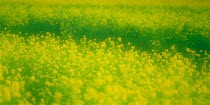 N-18709 Soft focus Field of Oil seed rape in flower {Brassica napus} soft focus