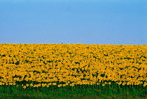 N-17604 Field of Sunflowers {Helianthus annuus}