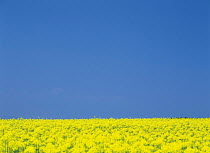 N-18607 Field of Oil seed rape {Brassica napus} horizon and blue sky