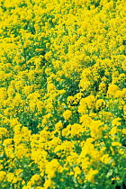 N-18604 Field of Oil seed rape in flower {Brassica napus}