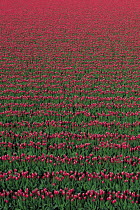 N-17701 Field of Tulips {Tulipa sp} Washington, USA.