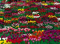 N-17703 Field of mixed colour Tulips {Tulipa sp} Toyama, Japan.