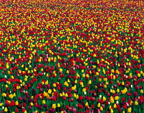 N-17704 Field of mixed colour Tulips {Tulipa sp}