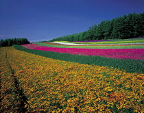 N-18804 Field of mixed cultivated flowers grown in strips, Hokkaido, Japan.