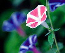 N-18305 Morning glory flowers {Turbina abutiloides}