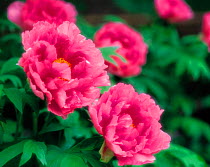 N-18503 Peony flowers {Paeonea sp} SALE IN UNITED KINGDOM ONLY