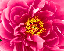 N-18507 Peony flower close up {Paeonia sp} SALE IN UNITED KINGDOM ONLY