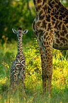 RF- Giraffe baby standing next to mother (Giraffa camelopardalis). Masai Mara, Kenya. (This image may be licensed either as rights managed or royalty free.)