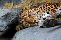 Leopard resting {Panthera pardus}