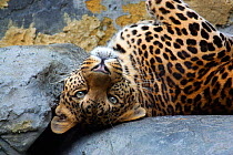 Leopard {Panthera pardus} resting