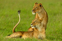 Two Lioness {Panthera leo} Masai Mara, Kenya, Africa