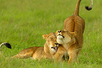 Tow lioness grooming {Panthera leo} Masai Mara, Kenya, Africa