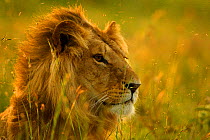 Male Lion head portrait, resting in long grass {Panthera leo} Masai Mara, Kenya, Africa~*Not available for use on jigsaw puzzles worldwide from January 2014-2017