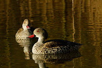 Cape teal {Anas capensis} Arundel WWT, UK