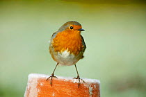 Robin perched on flowerpot (Erithacus rubecula) Wiltshire, UK