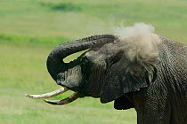 Young African elephant dust bathing {Loxodonta africana} Masai Mara, Kenya, Africa
