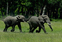 Young male African elephants playing chase {Loxodonta africana} Masai Mara, Kenya, Africa