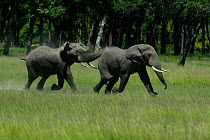 Male baby African elephants playing chase {Loxodonta africana} Masai Mara, Kenya, Africa