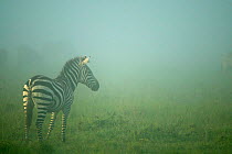Common Zebra {Equus quagga} Misty morning, Masai Mara, Kenya